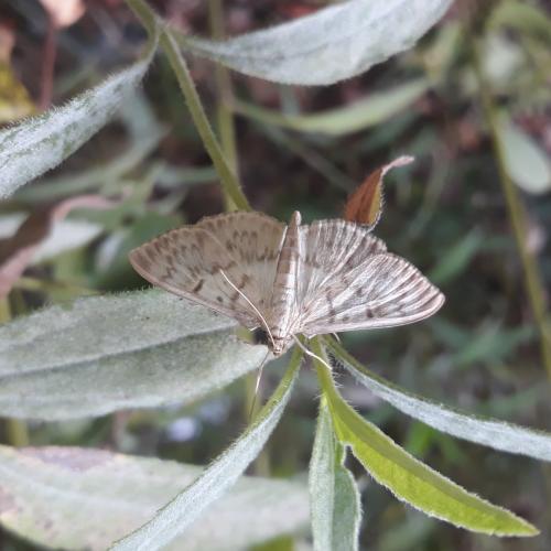 Pleuroptya ruralis